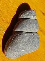 Gastropod_Fossil.webp