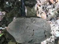 April 2023 US Box Plate just dug.webp