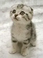 cute-1.webp