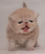 cute-2.webp