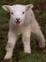 cute-3.webp