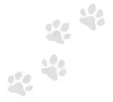 paws1_121876457862115123.webp