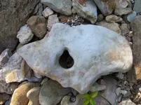100_0223.webp