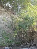 IMG_2506a.webp
