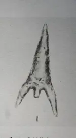 Mollala 350.webp