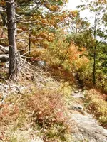 On the trail.webp