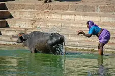WashingBuffalo.webp
