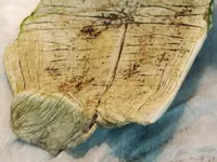 2023-4-30-ConchShell-8InsideWLines.webp