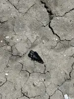 IMG_5117.webp