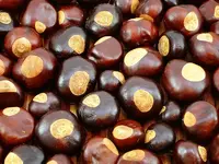 Seeds-buckeye-tree-resemblance-deer-eye.webp