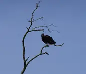 DSC00411.webp
