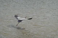 DSC00410.webp