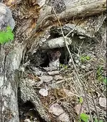 Weasel 2.webp