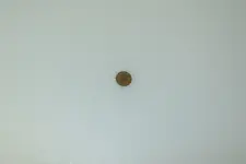IMG_5677wheatie.webp