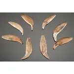 hopewell bear teeth.webp