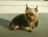 Boogie1.webp