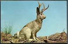 jack04.webp