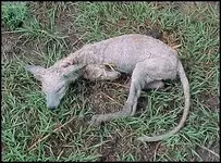 0825Chupacabra2_e.webp