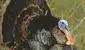 wild-turkeys-17.webp