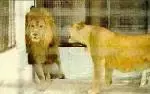 lion.webp
