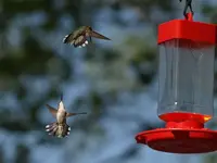 P8193192.webp