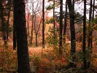 fallcolor.webp