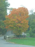 tree.webp