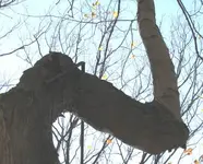 thong tree.webp
