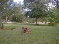 joewatchingdig.webp