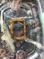 buckle.webp