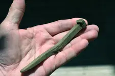 brass spike.webp