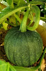 20230816_074036.webp