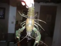 8 27 08 crayfish 020.webp