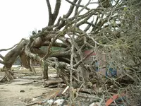 aceh6.webp