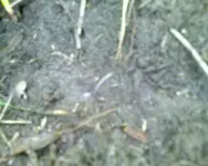 coins.webp
