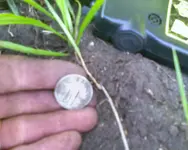 metaldetecting-coin.webp