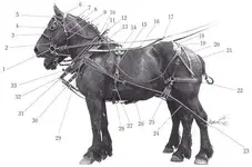Horse team harness.webp