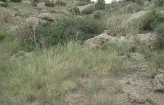 snakeingrass2.webp