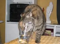 stupid_cat.webp