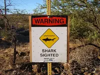 shark1.webp