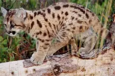 gex-florida_panther.webp