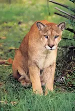 panther.webp