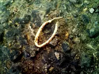 earring.webp
