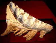 tooth3.webp