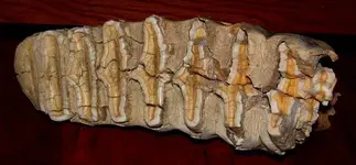 tooth1.webp
