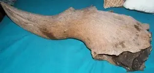 bison antiquus.webp