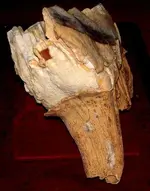 tooth2.webp