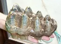 mastodon tooth.webp