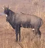 nilgai.webp