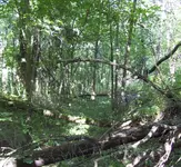 65 forgotten road.webp
